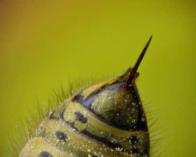 Bee stingers
